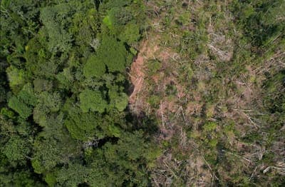 🌱 Google adquiere créditos de eliminación de carbono de la startup brasileña Mombak