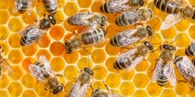 🌾 The Earth Says busca ayudar a productores a tomar decisiones basadas en datos para mejorar la salud de sus cultivos