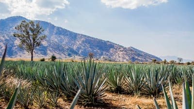⚡ Niko Energy lanza la primera planta de energía virtual en México