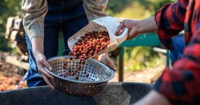 ☕ KOLTIVA valida a más de 25,000 productores de café en LATAM