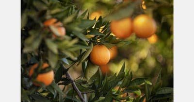 🍏 Fresh Formulaics Lucha Contra la Inflación Alimentaria en América Latina