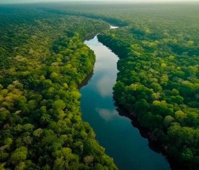 🌿 Amazonas: GoTrendier y Saving The Amazon luchan contra la deforestación