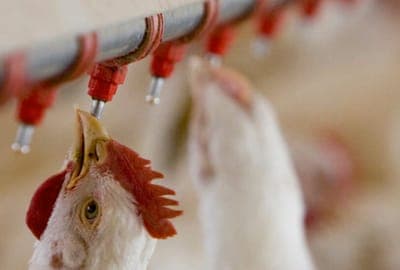🐔 PhageLab en la Cumbre de Innovación Animal AgTech 2025