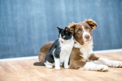 🐾 Petvet: Tu partner digital para el cuidado de tus mascotas