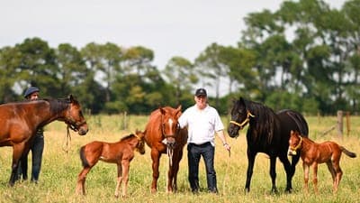 🐴 Nacen los primeros caballos genéticos de Kheiron S.A.
