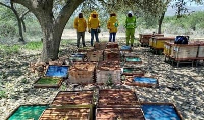 🌼 Conapi y BeeHero: Alianza para apicultores peruanos