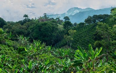 🌱 ¿Puede Colombia convertirse en una potencia en agrifoodtech?