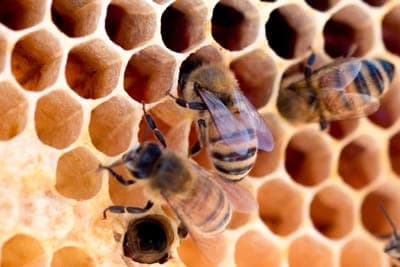 🐝 Four Bees busca mejorar la salud y producción de las Abejas con Alimentos Sostenibles