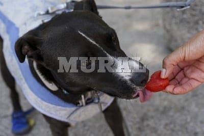 🐾 Nueva app para cuidar a 'lomitos' y 'michis'