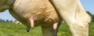 🚀 Detección de mastitis con OnFarm en Colombia
