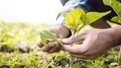 🌱 Apolo Biotech revoluciona la agricultura con ARN