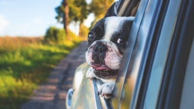 🚖 Uber Pet llega a Ciudad de México para que tus mascotas viajen cómodas