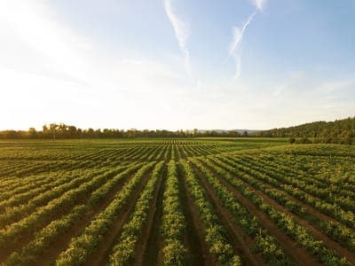 💸 Fintech Agrotoken cierra $12.5M en pre Serie A