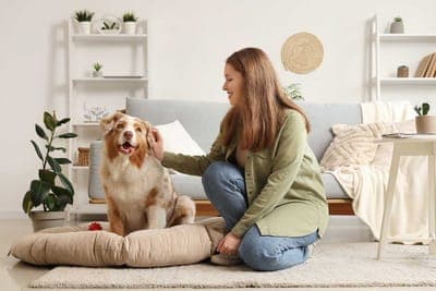 🐾 Nuevos seguros para mascotas incluyen costos de traslados, peluquería y hotel