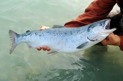 🧬Aquit ganó el premio Responsible Seafood Summit por su contribución a la acuicultura sostenible.