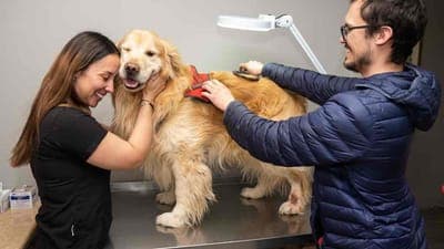 🐾 Pawwy busca financiamiento para soluciones digitales de mascotas