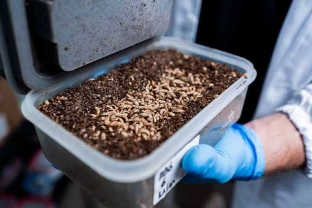 🚀 🦟 ByBug utiliza insectos modificados para revolucionar la salud animal en Latinoamérica