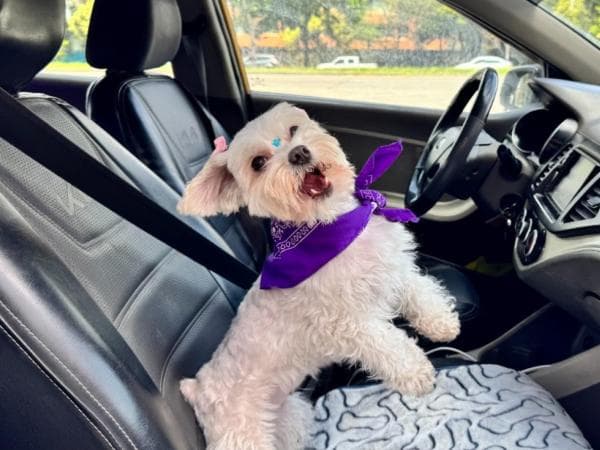 🚀 🚗 Cabify lanza categoría Mascotas en Bogotá