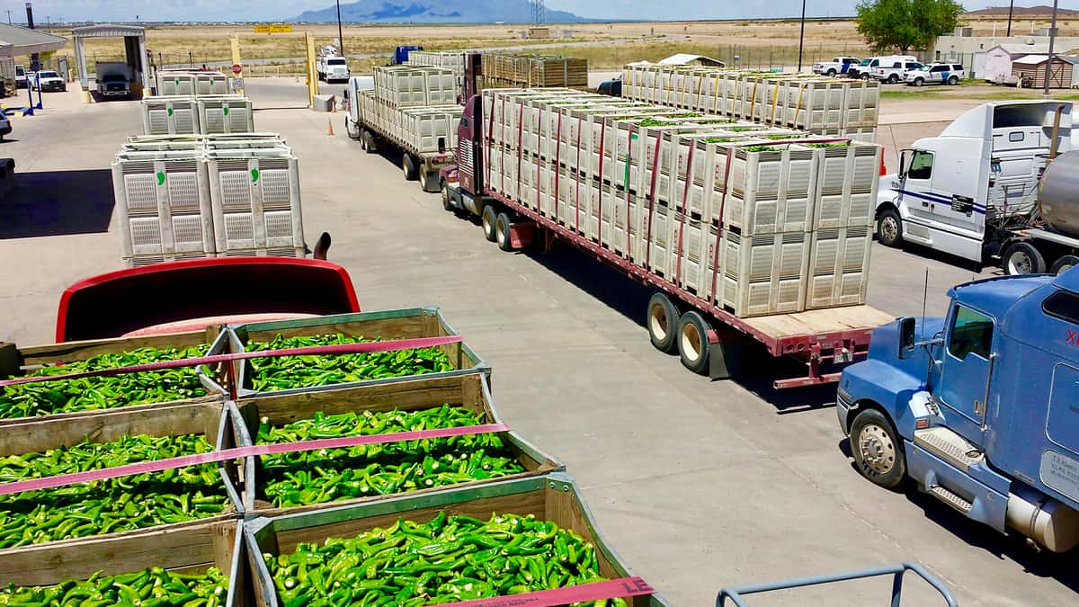 🚀 Cargo Produce expande su startup de importaciones y exportaciones a México