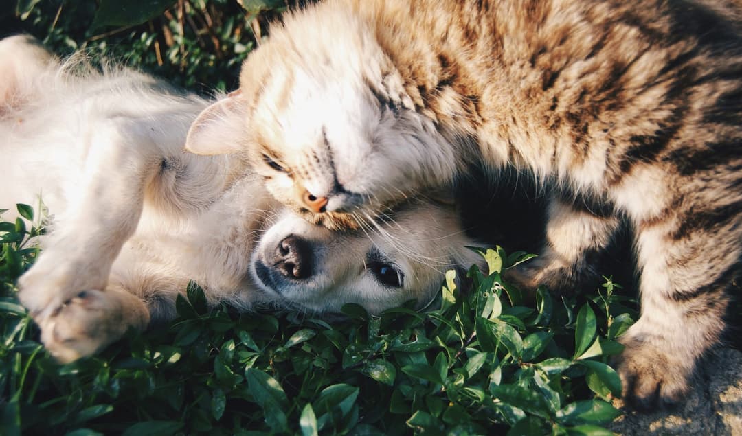 🌎 🐾 Dosty, la app para el cuidado de mascotas, llega a Latinoamérica