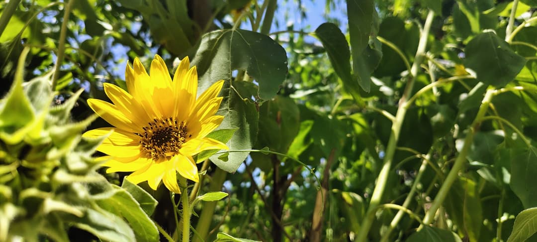 🌎 💧 La startup argentina Kilimo se expande a Oklahoma para combatir la sequía agrícola