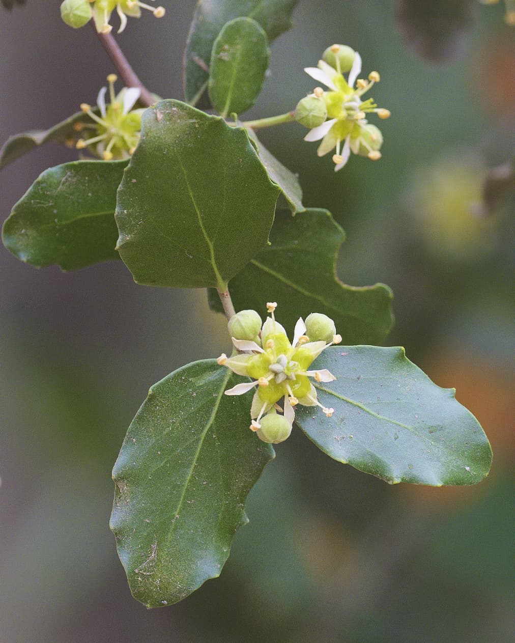🌱 Syngenta y la startup BSI expanden biofungicida de origen chileno a Norteamérica