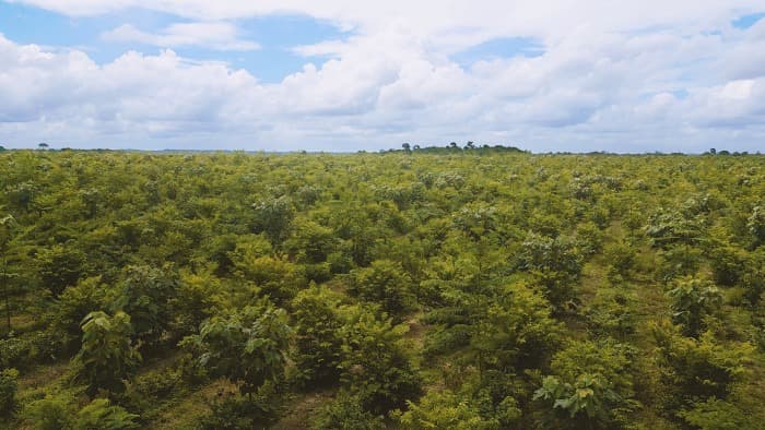 🚀 🌳 Mombak impulsa reforestación masiva en la Amazonía