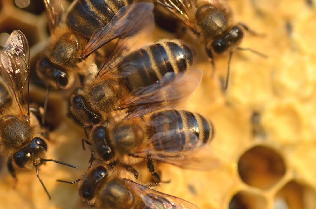 🌎 🐝 BeeHero impulsa la polinización de cultivos con sensores e IA