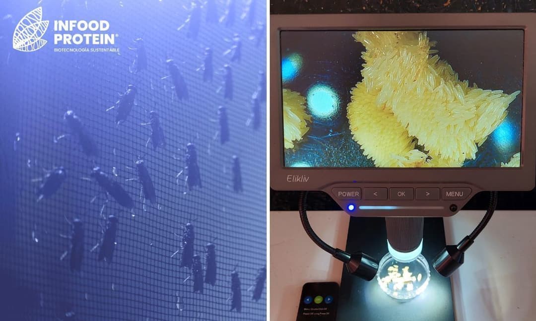 🚀 🧬 Infood Protein impulsa soluciones biotecnológicas para residuos orgánicos