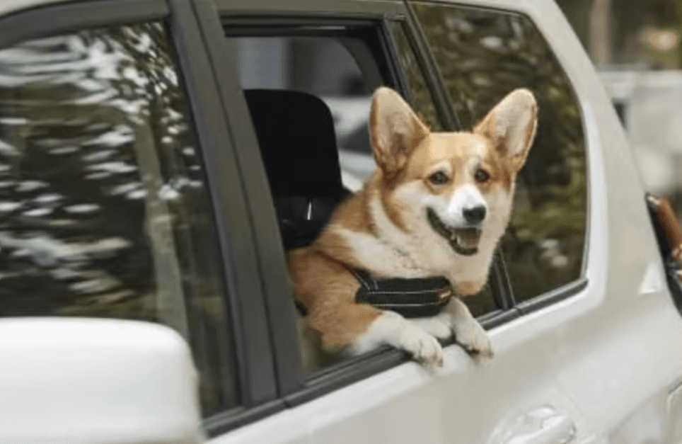 🌎 🚗 Uber lanza servicio Uber Pet para viajes con mascotas en Querétaro
