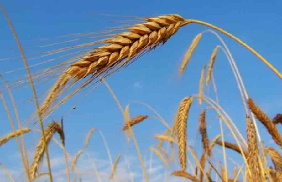 🚀 🚜 Nera reporta crecimiento del 90% en financiamiento digital para el agro argentino en 2025