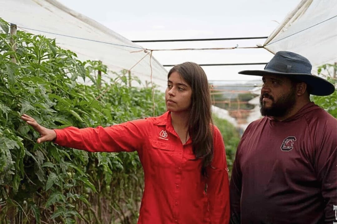 🚀 🍓 La agtech ClearLeaf presenta innovador fungicida para proteger cultivos de frutilla