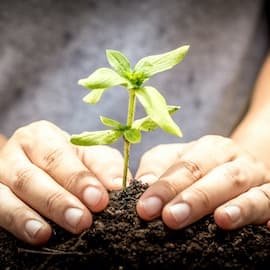 🌱 Mombak asegura $30 millones en Serie A para escalar operaciones de eliminación de carbono