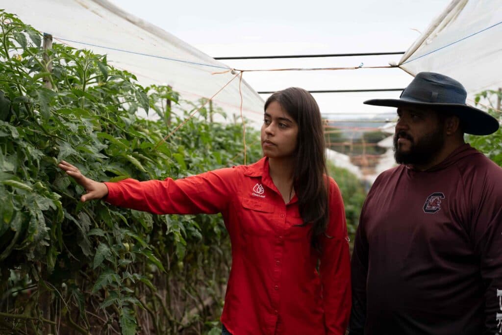 🌎 🍓 ClearLeaf desarrolla fungicida no tóxico para proteger cultivos de fresa en Latinoamérica y EE. UU.