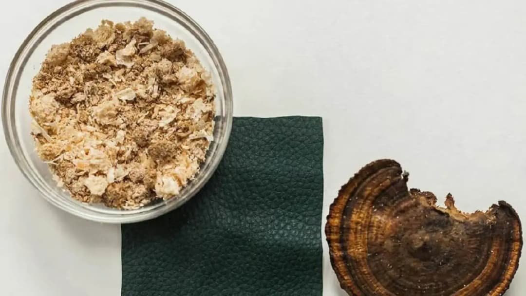 💰 🍄 Mycorium Biotech convierte residuos cerveceros en biomaterial sustentable