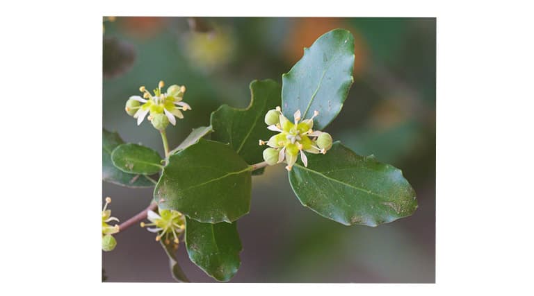 🌎 🌿 Syngenta y la startup BSI expanden biofungicida de origen chileno a Norteamérica