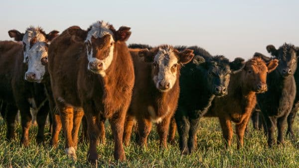 🌱 Grupo Galicia y BELAT impulsan financiamiento para ganadería regenerativa en Argentina