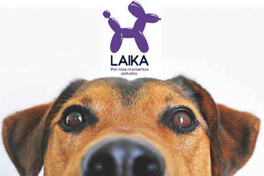 🌎 🐶 Laika impulsa su crecimiento en Latam con un modelo omnicanal y expansión física