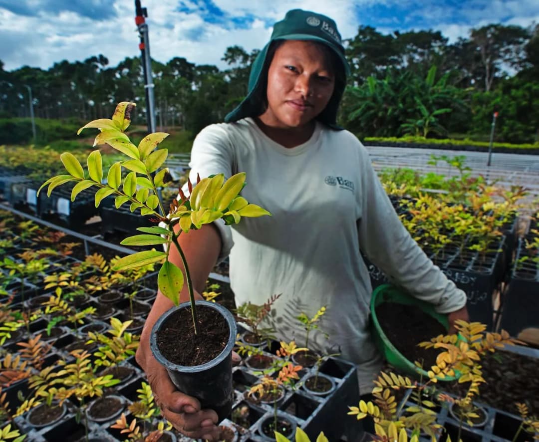 🚀 🌳 BAM eleva el estándar de calidad del mercado de carbono