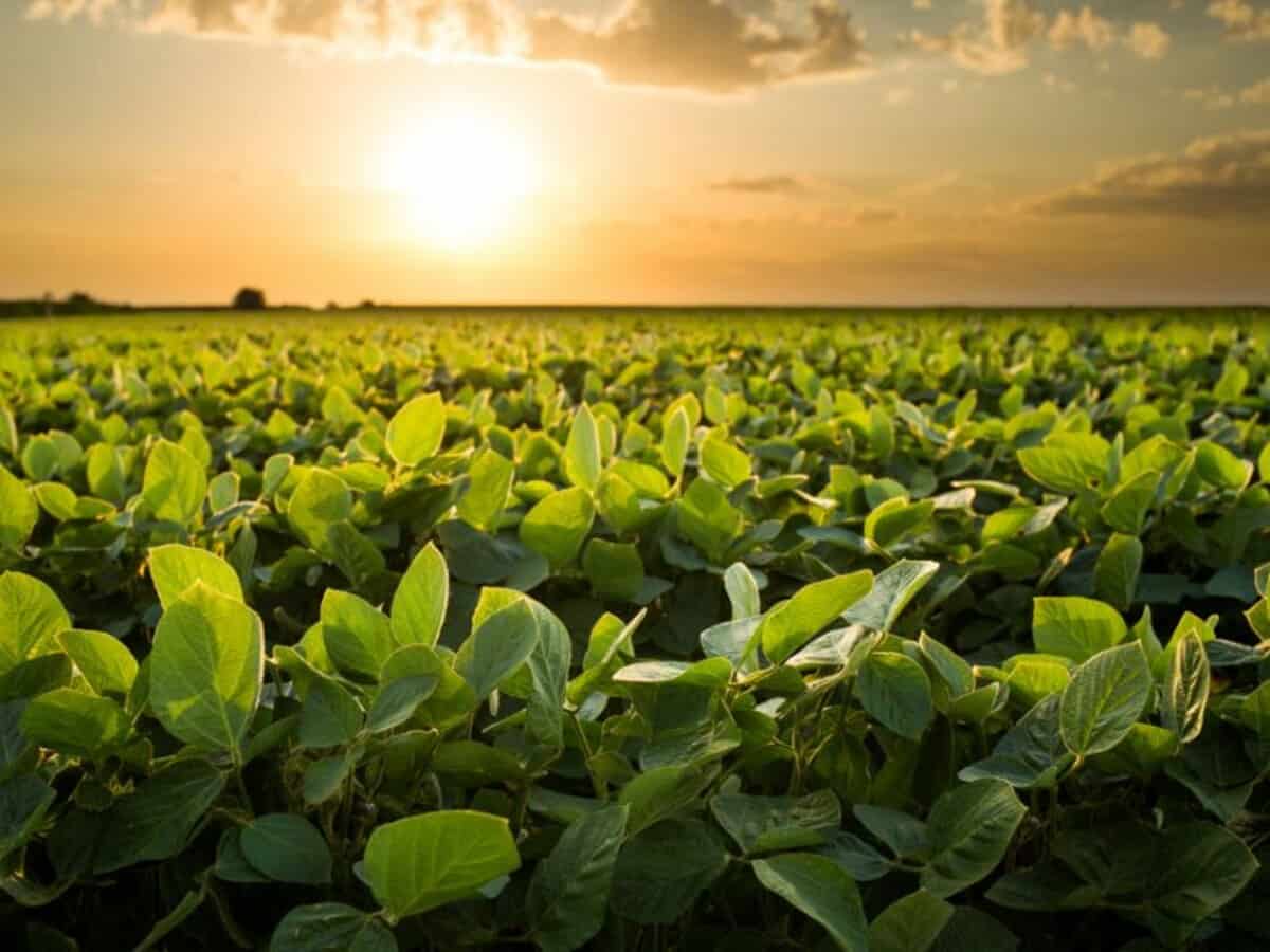 🌱 Molinos Agro y ucrop.it lanzan programa de trazabilidad de carbono para soja argentina
