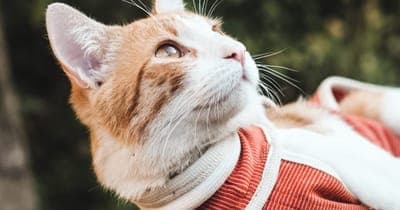   🐈‍⬛  Conoce a la startup: BodyCobre