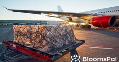🌳 BloomsPal quiere expandir su operación al mercado internacional de frutas y verduras