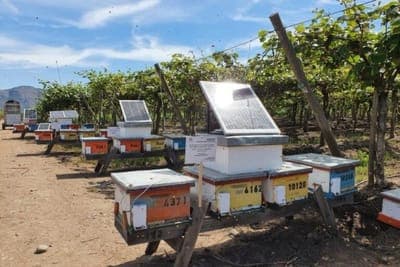 🐝 The Earth Says busca crecer sus operaciones en México durante 2023