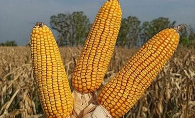 🌱 Qseeds busca incrementar su presencia en el mercado argentino