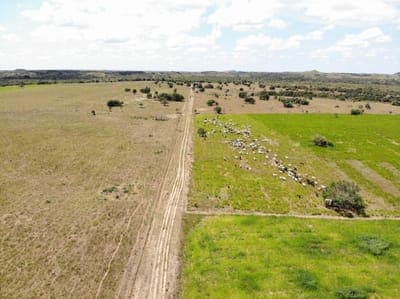 🐄  Sosty busca impulsar la ganadería sostenible en Colombia