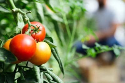 🌾 INIA anuncia el lanzamiento de su plataforma para predecir la sequía agrícola