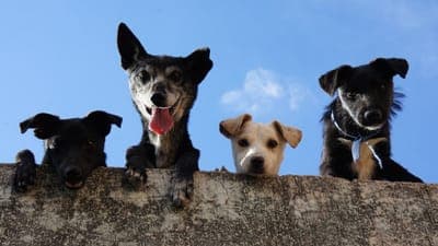 🐶 Conoce a la startup: Clubi