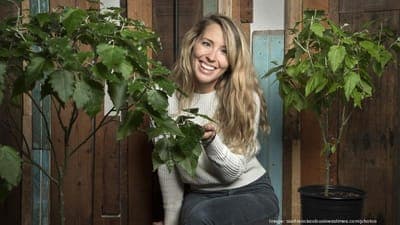 🧬 Living Carbon busca combatir el cambio climático con una nueva especie de árbol