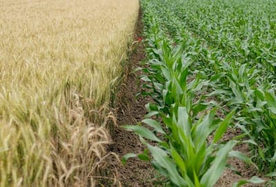 💸 Ucrop.it levantó US$3.1M 