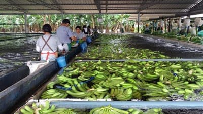 📝 Convocatoria: INNpulsa y el Programa Mundial de Alimentos lanzan el reto 'Trazabilidad de cadenas agroalimentarias'